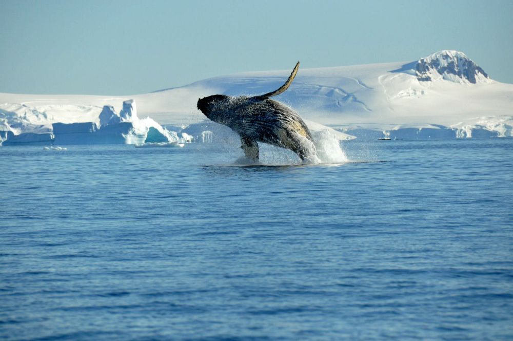 006AQ0006OE_humpback-whale-breaching-nicolo-de-cata.jpg [© Last Frontiers Ltd]