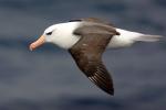 Image: Black-browed albatross - Antarctic Peninsula and the Shetland Islands