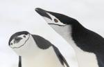 Chinstrap penguins - Antarctic Peninsula and the Shetland Islands, Antarctica