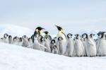 Emperor penguins - Antarctic cruises, Antarctica