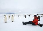 Emperor penguins - Antarctic Peninsula and the Shetland Islands, Antarctica