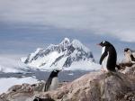 Image: Penguins - Antarctic Peninsula and the Shetland Islands