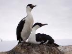 Image: Antarctic wildlife - Antarctic Peninsula and the Shetland Islands