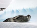 Leopard seal - Antarctic Peninsula and the Shetland Islands, Antarctica