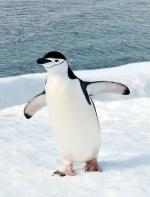 Image: Chinstrap penguin - Antarctic Peninsula and the Shetland Islands
