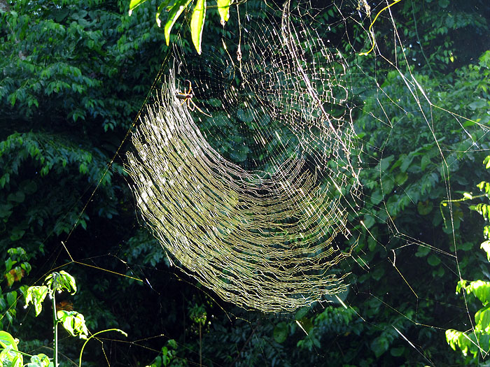 AR0411OF022_iguassu-golden-thread-spider.jpg [© Last Frontiers Ltd]