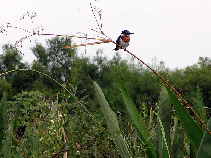 AR0411OF212_ibera-green-back-kingfisher.jpg [© Last Frontiers Ltd]