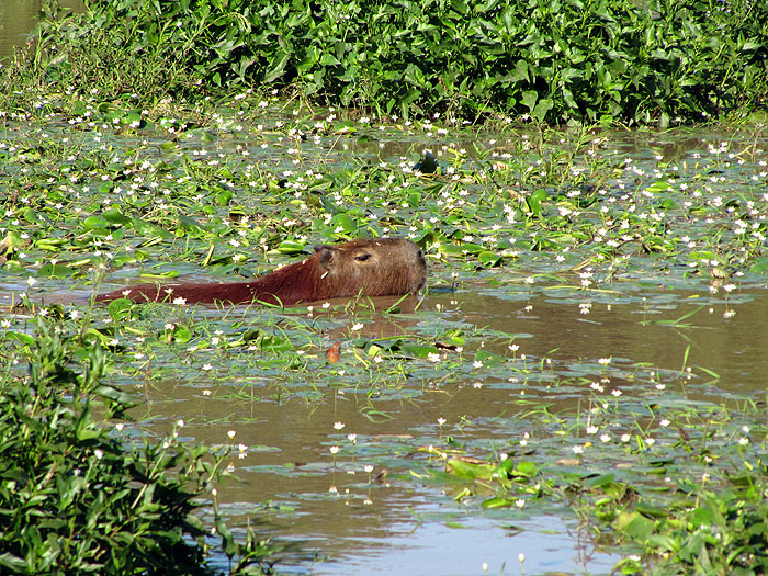 AR0411OF250_ibera-swimming-capybara.jpg [© Last Frontiers Ltd]