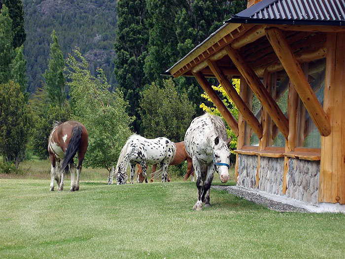 AR06PH_peuma-hue-Horses-visiting-guests.jpg [© Last Frontiers Ltd]