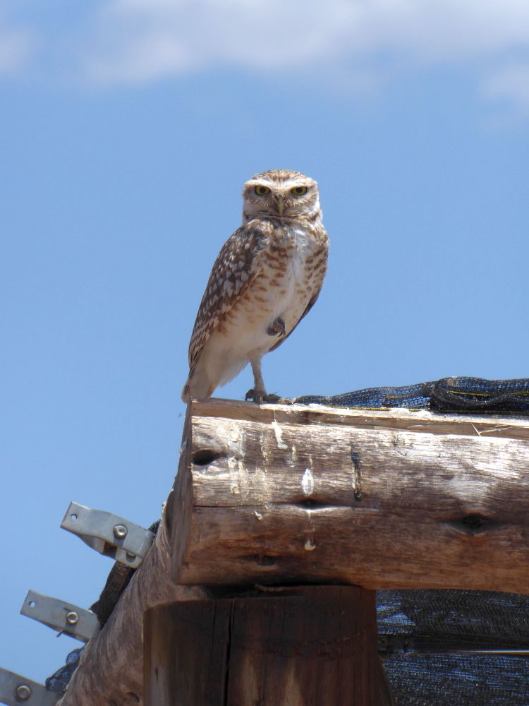 AR2211EP212_mendoza-maal-burrowing-owl.jpg [© Last Frontiers Ltd]