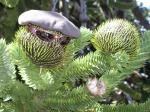 Image: Monkey puzzle bandit - San Martin de los Andes