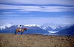 Alta Vista - Calafate, Argentina