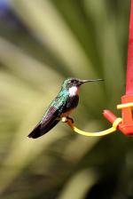 Image: White-throated hummingbird - The Tigre Delta