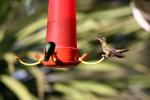 Image: Gilded hummingbird - The Tigre Delta