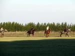 Image: Polo practice - The Pampas, Argentina