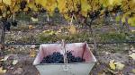 Grape harvest