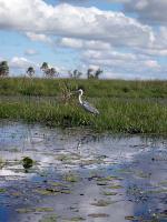 Image: White-necked heron - The Iberá Marshlands