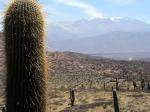 Image: Cactus - South of Salta: Cachi and Cafayate