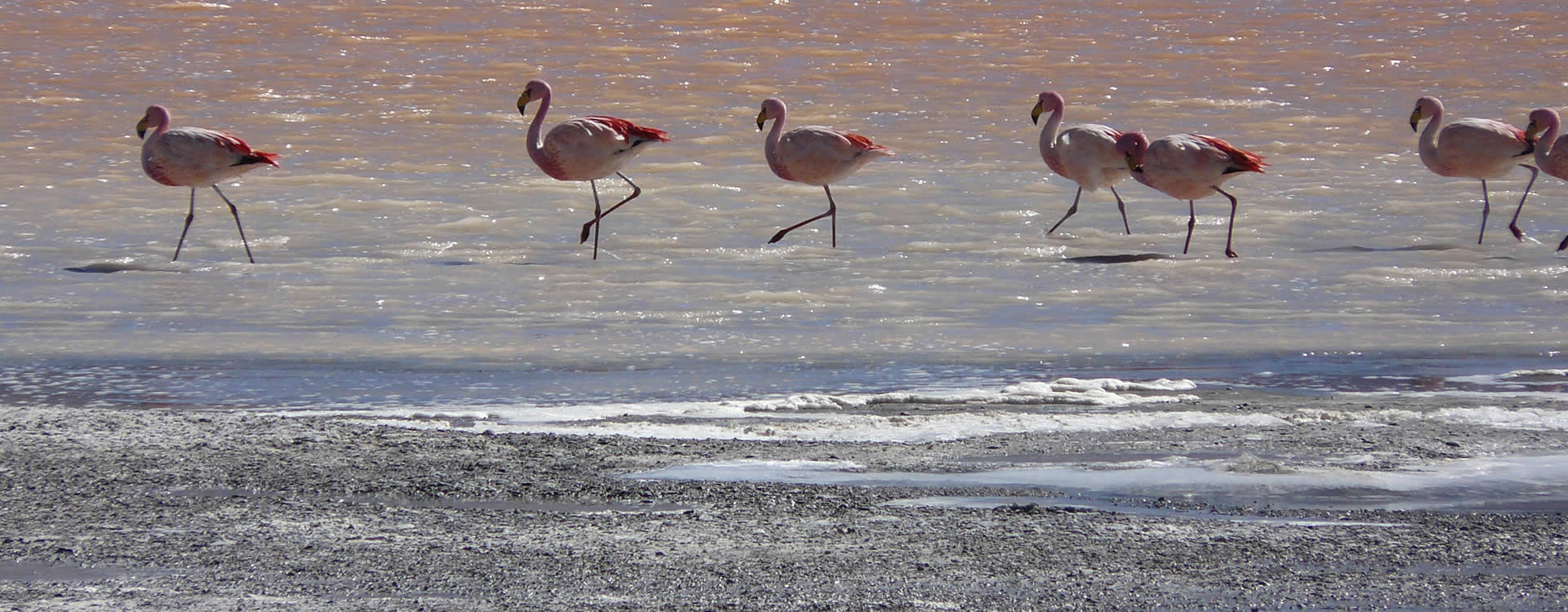 Flamingos in Uyuni
