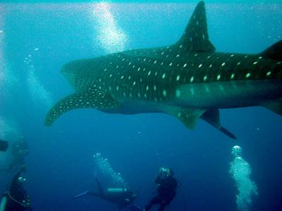 Stunning snorkelling