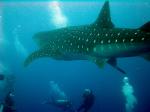 Image: Whale shark - Dangriga, Placencia and Punta Gorda