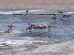 Image: Laguna Colorada - Salar de Uyuni and the southern deserts
