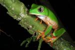 Tree frog, Chalalán