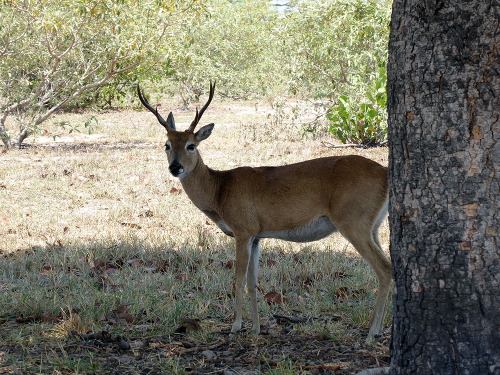 032BR1910SM_pantanal-pampas-deer.jpg [© Last Frontiers Ltd]