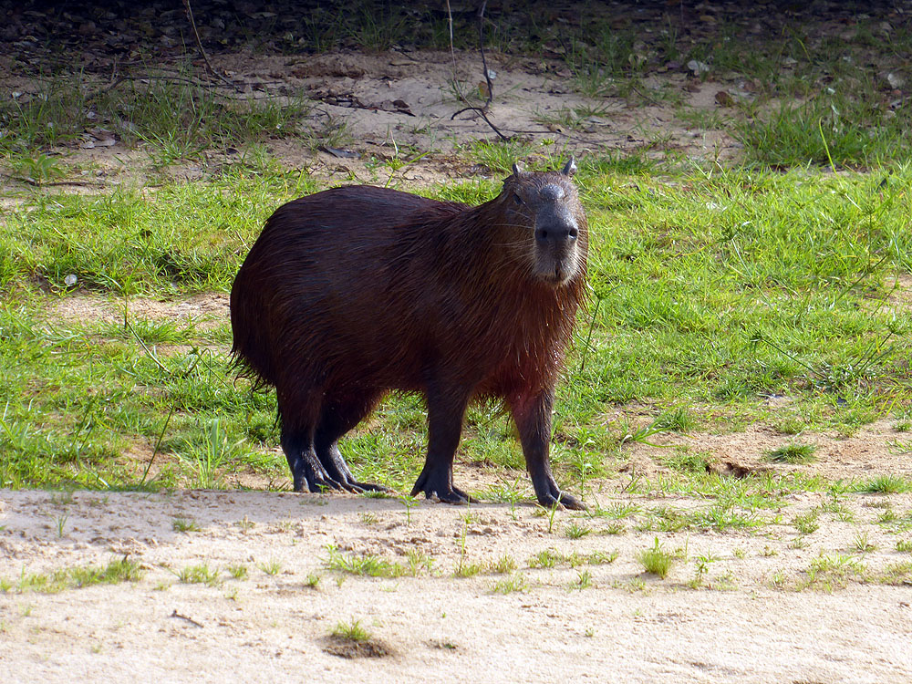 256BR1910SM_pantanal-capybara.jpg [© Last Frontiers Ltd]