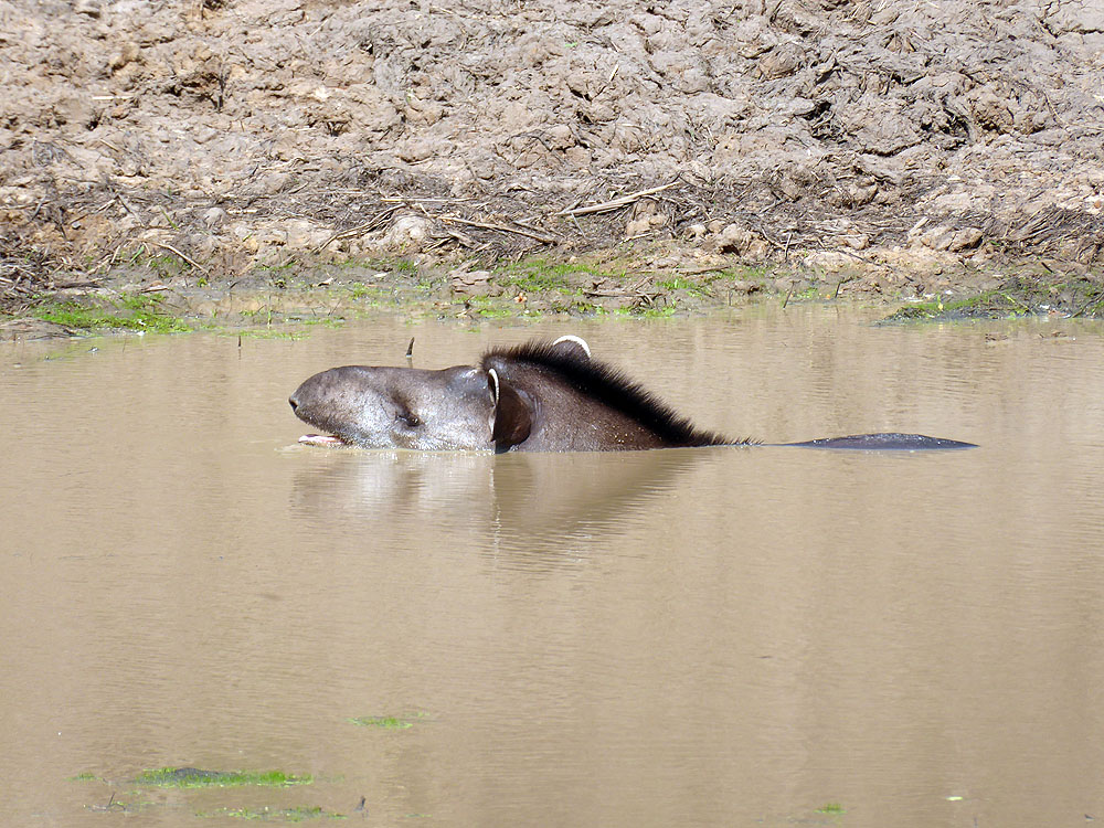 328BR1910SM_pantanal-caiman-tapir.jpg [© Last Frontiers Ltd]