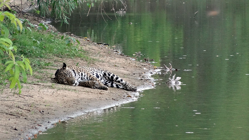355BR1910SS_pantanal-caiman-jaguar.jpg [© Last Frontiers Ltd]