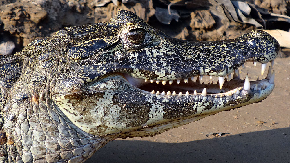462BR1910SS_pantanal-caiman.jpg [© Last Frontiers Ltd]