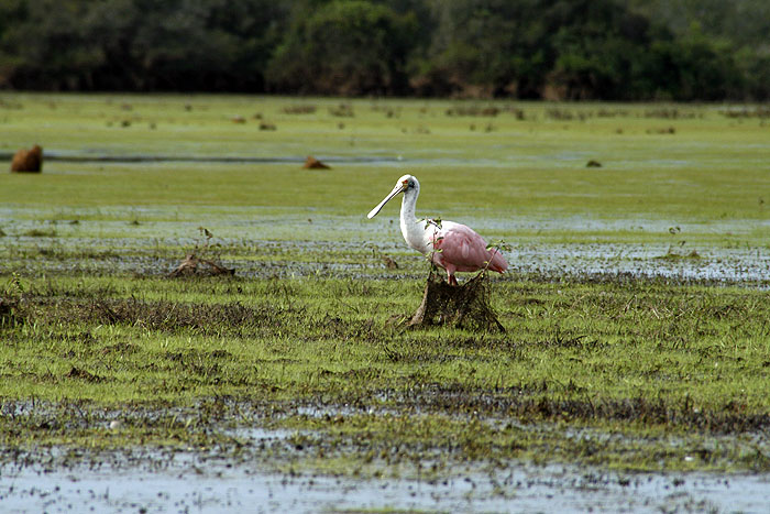 BR0511EM533_pantanal-drainage-fields-roseate-spoonbill.jpg [© Last Frontiers Ltd]