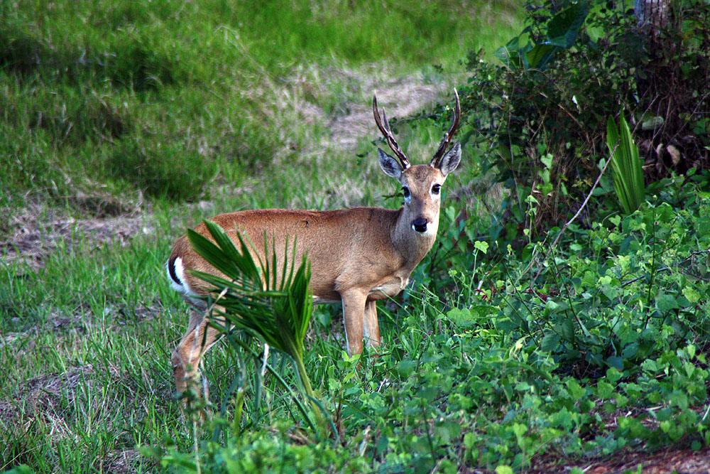 BR0519NR0166_caiman-pampas-deer.jpg [© Last Frontiers Ltd]