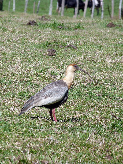 BR0911EP094_urubici-buff-necked-ibis.jpg [© Last Frontiers Ltd]