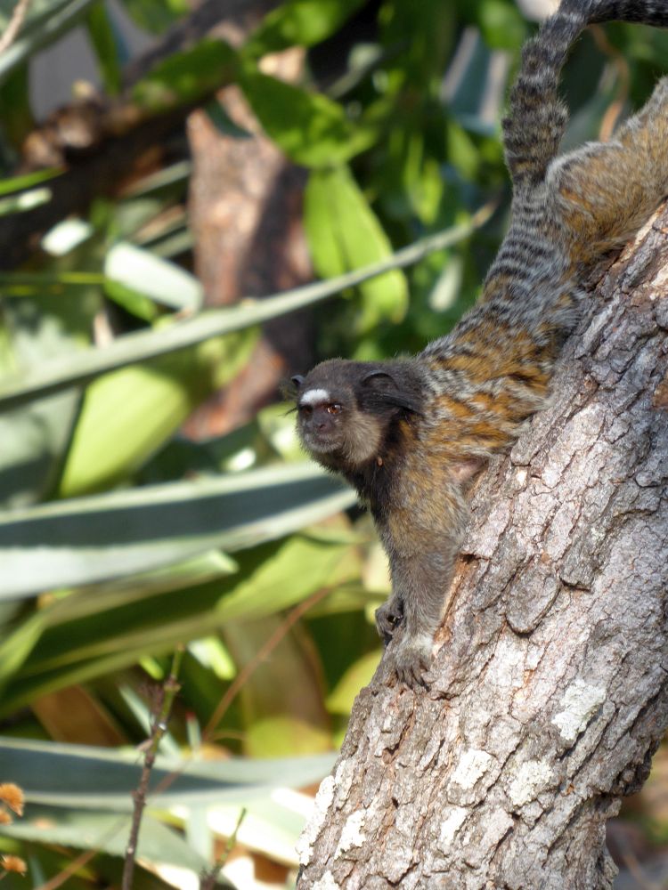 BR2510EP053_trijuncao-marmoset.jpg [&copy; Last Frontiers Ltd]