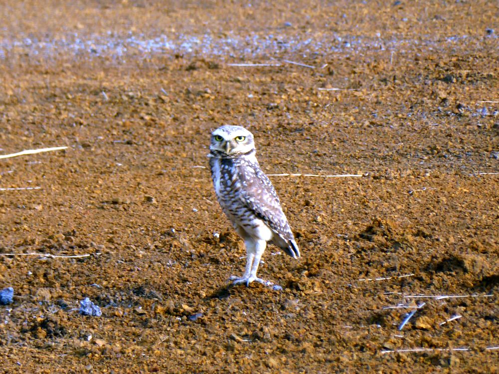 BR2510EP094_trijuncao-burrowing-owl.jpg [&copy; Last Frontiers Ltd]