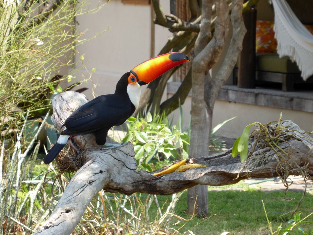 BR2510EP100_trijuncao.jpg [&copy; Last Frontiers Ltd]