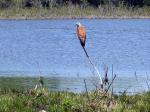 Image: Savanna hawk - The Pantanal
