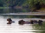 Capybaras on the Rio Negro