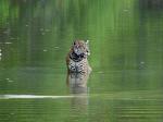 Jaguar in a lagoon at Caiman