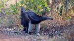 Image: Giant anteater - The Pantanal