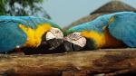 Image: Blue and yellow macaws - The Pantanal