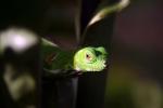 Dwarf iguana - The Amazon, Brazil