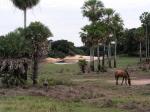 Image: Fazenda Barranco Alto - Pantanal lodges