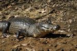 Image: Caiman - Pantanal lodges