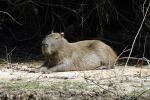 Image: Capybara - Pantanal lodges