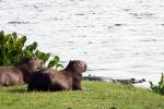 Image: Capybaras - Pantanal lodges, Brazil