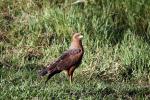 Roadside hawk in the Pantanal