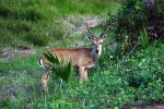 Image: Pampas deer - The Pantanal